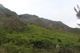 绿意盎然的山间景色