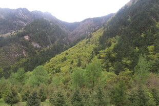 山间葱郁绿意景观