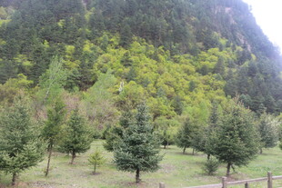 山间绿树成荫的宁静景致