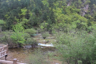 山间溪流畔的绿意景致