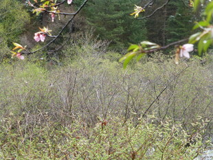 野外繁茂植被景观