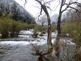 冬日溪流旁的萧瑟枯树