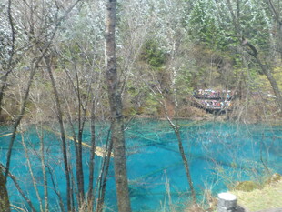 蓝湖旁的树林景观