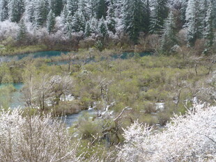 春日山林繁花溪流美景
