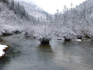 冬日雪覆溪边树木美景