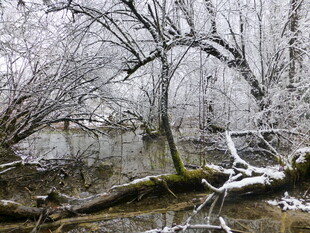 冬日覆雪的河畔树木景观