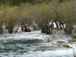 湍急溪流旁的葱郁树林