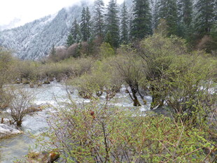 山间溪流旁的繁茂植被