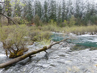 林间溪流与横卧枯木