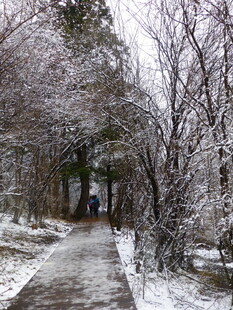 雪后林间小道 行人漫步