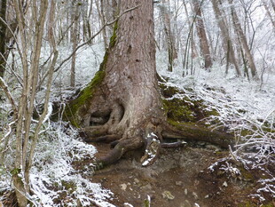 雪覆森林中的古老大树