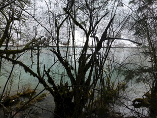 冬日河畔枯树与朦胧景致