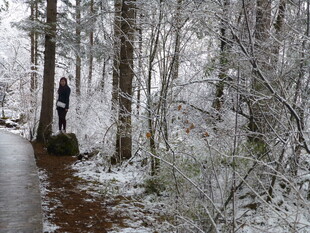 雪后林间漫步人