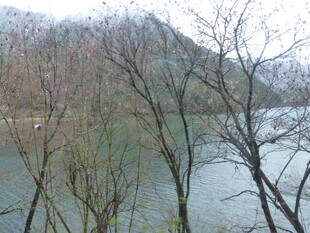 湖畔枯树与朦胧远山