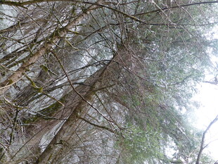 茂密森林中的高大树木