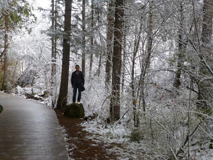 雪后林间漫步的孤独身影