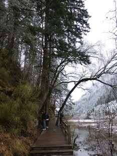 冬日山林中的漫步小径