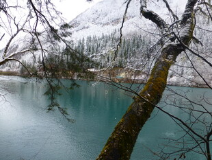 冬日湖畔雪景 树枝低垂