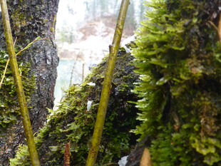 树干上的翠绿苔藓景观