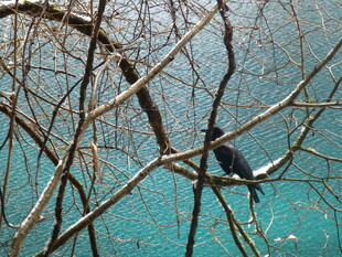 枝头小鸟与澄澈湖水景色