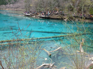 清澈蓝湖中的漂浮枯木