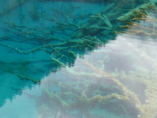 清澈水底的斑斓珊瑚景观