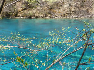 蓝湖春色 枝头新绿初绽