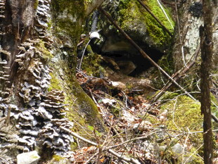 林间苔藓覆盖的神秘洞穴