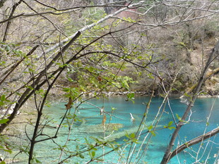 蓝绿色湖水旁的繁茂树枝