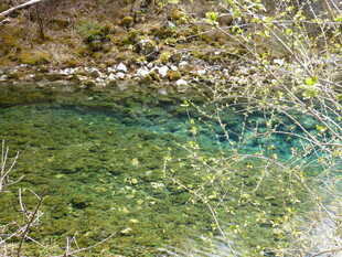 清澈见底的山间碧绿溪流