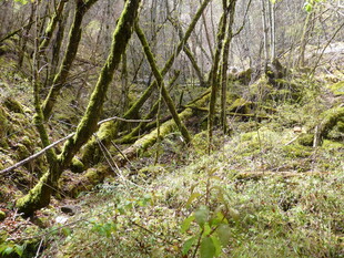 森林中覆满青苔的枯木