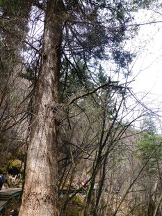 森林中的高大树木