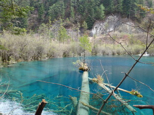 蓝绿色清澈湖水与枯木