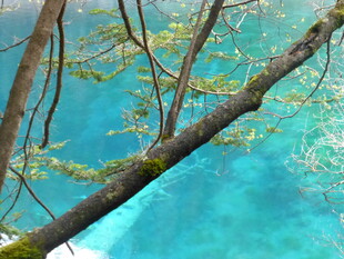 清澈蓝水下的树枝景象