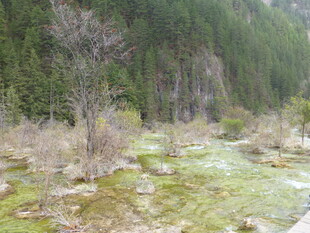 山间枯树与苔藓覆盖之地