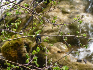 溪边枝头的小鸟