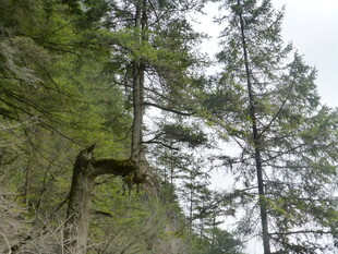 山林中的挺拔树木