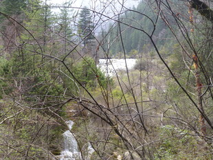 森林中的自然景象