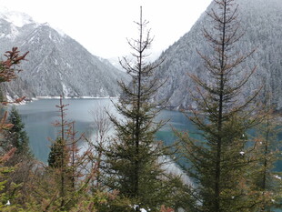 山间湖畔的静谧松林景观