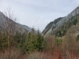 山间景色 植被与山峦相映