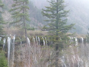 山间雾中冰挂与松树景观