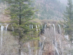 山间瀑布旁的挺拔松树