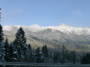 雪山下的森林美景