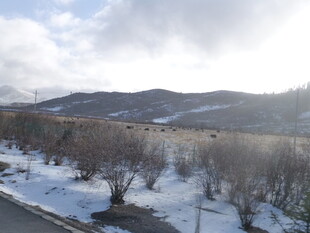 冬日雪景中的山野风光