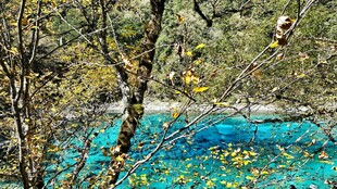 蓝湖秋色中的斑驳树影