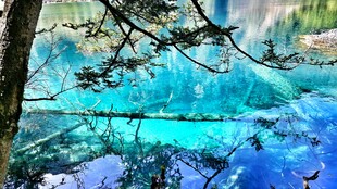 梦幻蓝湖旁的葱郁树枝