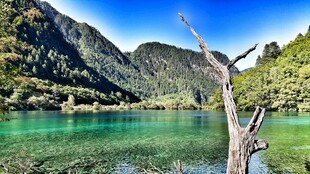 湖畔枯树与青山绿水