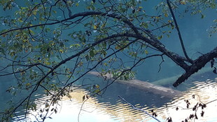 枝头映景 静谧自然之美