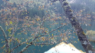 高空俯瞰多彩树木景观