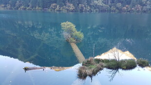 静谧湖景中的孤树与小船